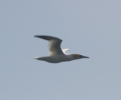 gannet