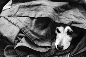 Copy of homeless_dog_