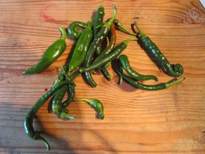 fruits of labour - the chilli harvest