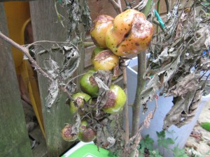 vine withered tomatoes bring autumnal melancholy to the back garden