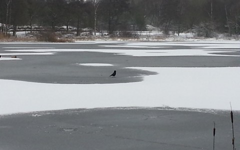 snow on a lake at Whisby