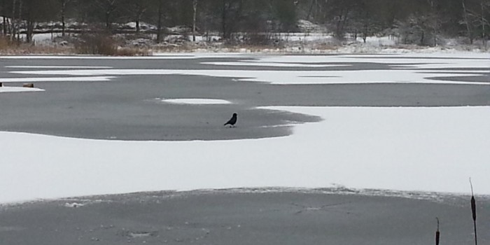 The gentle snow