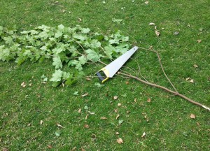 sycamore sawn