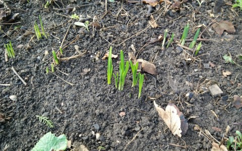 emerging spring bulbs