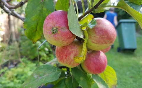 apples