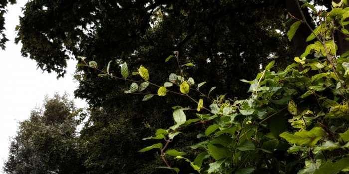 The rogue branch