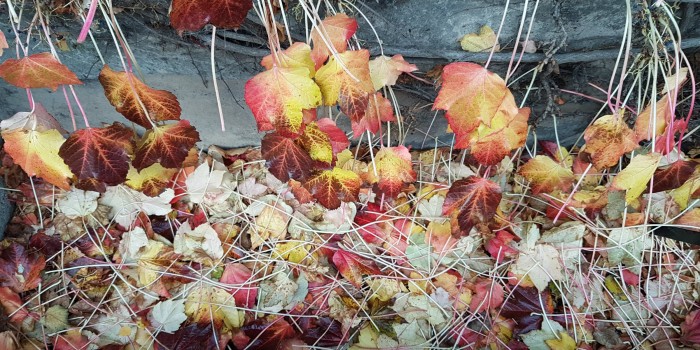 leafs