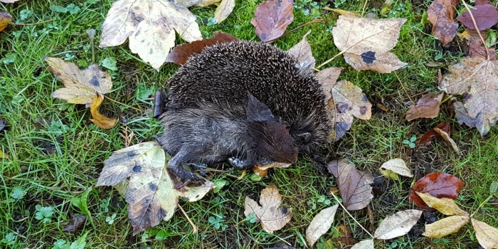 Dead Hedgehog