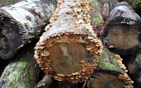 lingering death of a tree