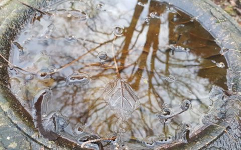 birdbath in winter