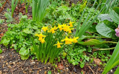 daffodils