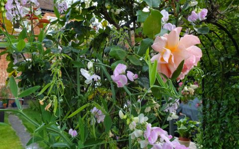 flowers