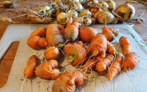 onions and carrots